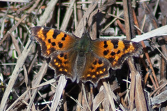 Polygonia c-album
