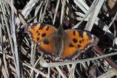 Nymphalis xanthomelas