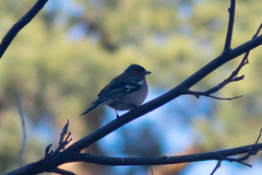 Fringilla coelebs