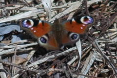 Aglais io
