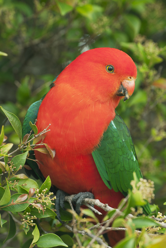 Australian King Parrot, photo 4 of 7