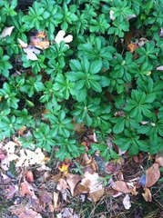 Pachysandra