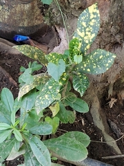 Codiaeum variegatum pictum