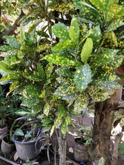 Codiaeum variegatum pictum