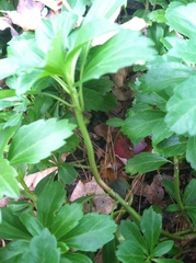 Pachysandra