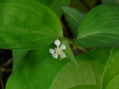 Commelina suffruticosa