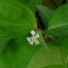 Commelina suffruticosa - Photo (c) Dinesh Valke, some rights reserved (CC BY-SA)