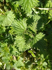 Urtica dioica