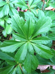 Pachysandra