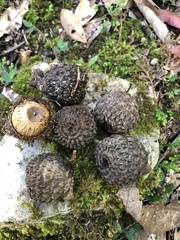 Lithocarpus lepidocarpus