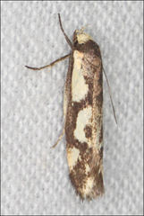 Palimmeces poecilella