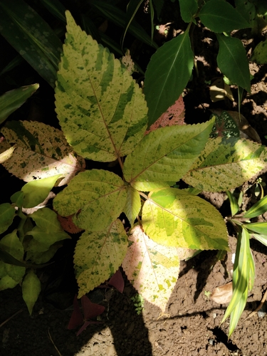 Acalypha wilkesiana