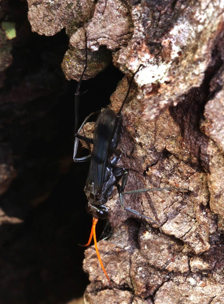 Fabriogenia in February 2020 by juliegraham173 · iNaturalist