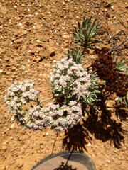 Eriogonum arborescens