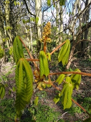 Aesculus hippocastanum