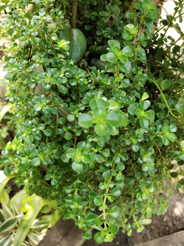 Image of Pilea depressa by (c) Greg III Espera, some rights reserved (CC BY)