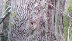 Sitta europaea