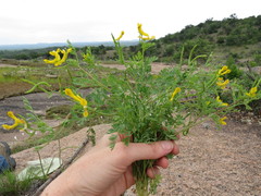 Corydalis curvisiliqua
