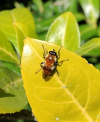 Criorhina floccosa