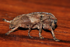 Pterolophia tuberculatrix