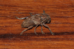 Pterolophia tuberculatrix