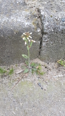 Arabidopsis thaliana