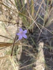 Wahlenbergia paniculata