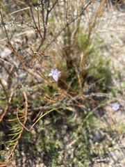Wahlenbergia paniculata