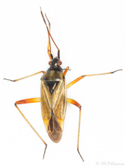 Calocoris roseomaculatus angularis