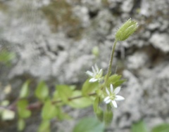 Stellaria media
