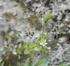Stellaria media