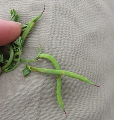 Corydalis curvisiliqua