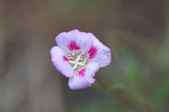 Clarkia amoena caurina