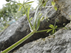 Galium aparine