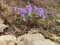 Viola tenuicornis