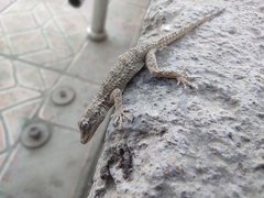 Mediodactylus russowii