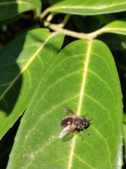 Tachina lurida