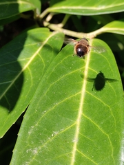 Tachina lurida