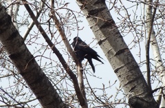 Corvus frugilegus