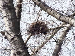 Corvus frugilegus