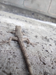 Mediodactylus russowii