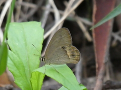 Hypocysta pseudirius