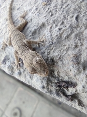 Mediodactylus russowii