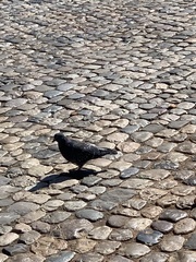 Columba livia domestica
