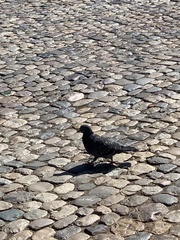 Columba livia domestica