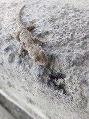 Mediodactylus russowii