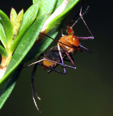 Coquillettidia xanthogaster