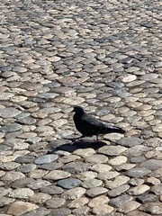 Columba livia domestica