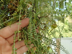 Sophora longicarinata
