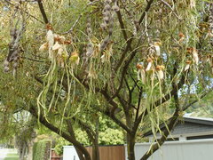 Sophora longicarinata